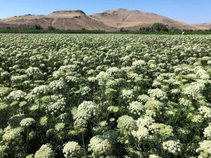 Carrot Seed Field - Roger & Lisa Freeman - Silverton